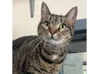 Adopt Lilly a Domestic Short Hair, Tabby