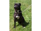 Adopt Miracle a Black Labrador Retriever