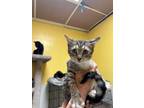 Adopt Highway a Domestic Short Hair, Tabby