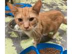 Adopt Wanda a Domestic Short Hair