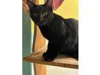 Adopt Salem a Domestic Short Hair