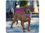 Adopt Sensation a Bloodhound
