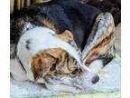 Adopt Mamma Ricotta a Cattle Dog, Hound