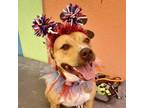 Adopt Penny a Pit Bull Terrier