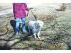 Adopt Shania a Great Pyrenees, Golden Retriever