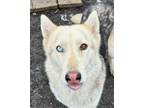 Adopt Tia a Siberian Husky, Mixed Breed