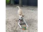 Adopt Ellie a Siberian Husky, Mixed Breed