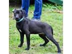 Adopt Faye a Labrador Retriever