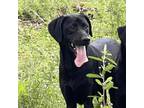 Adopt Holley Shiftwell a Retriever