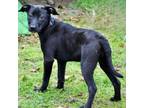 Adopt Francesca a Labrador Retriever