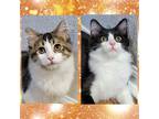 Adopt Prue & Piper a Maine Coon