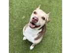 Adopt Zizzo a Pit Bull Terrier
