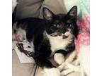 Adopt Wednesday a Domestic Short Hair