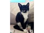 Adopt Morticia a Domestic Short Hair