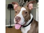 Adopt PEARL a American Staffordshire Terrier