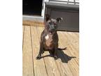 Adopt FLORA a Staffordshire Bull Terrier