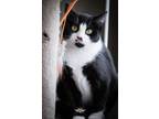 Adopt Megara a Domestic Short Hair