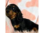 Dachshund Puppy for sale in West Liberty, KY, USA