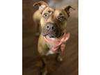 Adopt DILLON a American Staffordshire Terrier, Mixed Breed