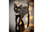 Adopt Winnie a Domestic Short Hair