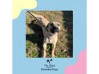 Adopt Franklin a Black Mouth Cur, Terrier