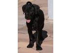 Adopt Amber a Black Labrador Retriever, German Shorthaired Pointer