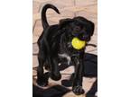Adopt Crystal a Black Labrador Retriever, German Shorthaired Pointer