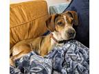 Adopt NOVA a Beagle