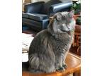 Adopt Greta a Russian Blue