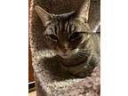 Adopt Lincoln a Domestic Short Hair, Tabby