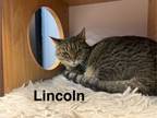 Adopt Lincoln a Domestic Short Hair, Tabby