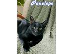 Adopt Penelope (Pre-adopt only) a Domestic Short Hair