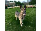 Adopt Jane a German Shepherd Dog