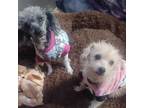 Adopt Pelusa and Cosita BONDED PAIR a Miniature Poodle