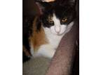 Adopt Tarazilla a Turkish Van