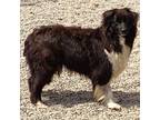 Adopt Bella Dawn a Australian Shepherd