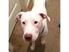 Adopt Cloud AKA Paddy a Pit Bull Terrier