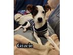 Adopt Gracie a Jack Russell Terrier, Whippet