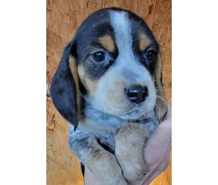 Beagle puppies is a Female Beagle Puppy For Sale in Chambersburg PA