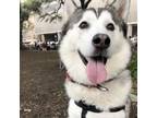 Adopt Ariel a Husky, Alaskan Malamute