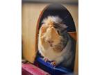 Adopt Jill a Guinea Pig