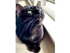 Adopt Tessa a American Shorthair