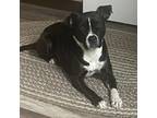 Adopt Penelope a Pit Bull Terrier