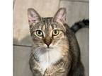 Adopt Momsy a Tabby