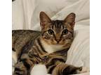 Adopt Echo a Tabby