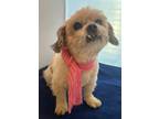 Adopt LACY a Lhasa Apso, Poodle