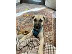 Adopt Isla a Black Mouth Cur