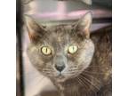 Adopt Abby a Domestic Short Hair