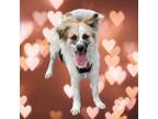 Adopt Dixie a Collie, Australian Shepherd