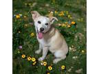 Adopt Anna Montana a Yellow Labrador Retriever, Terrier